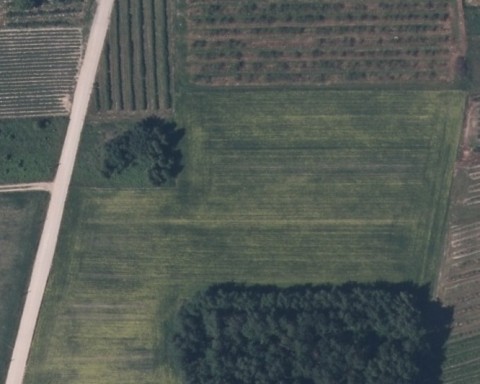 Lesiew - Zdjęcie przed